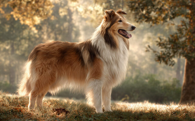 Collie Guide: Family-Friendly, Smart, and Sensitive