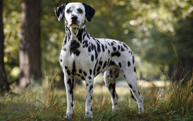 Dalmatian 101: Energetic, Loyal, and Spotted Style