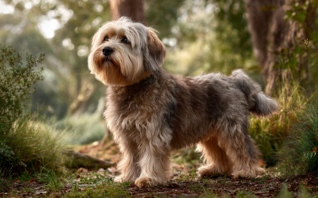 Dandie Dinmont Terrier: Unique Looks and Big Spirit
