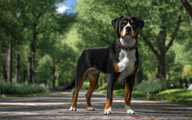 Entlebucher Mountain Dog Guide: Loyal and Hardworking