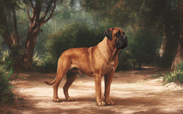 Fila Brasileiro Guide: Protective, Strong, and Devoted