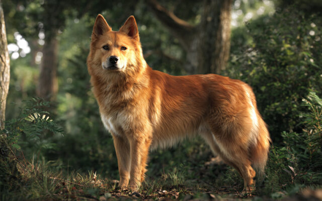 Finnish Spitz Guide: Foxlike Looks and Vocal Traits