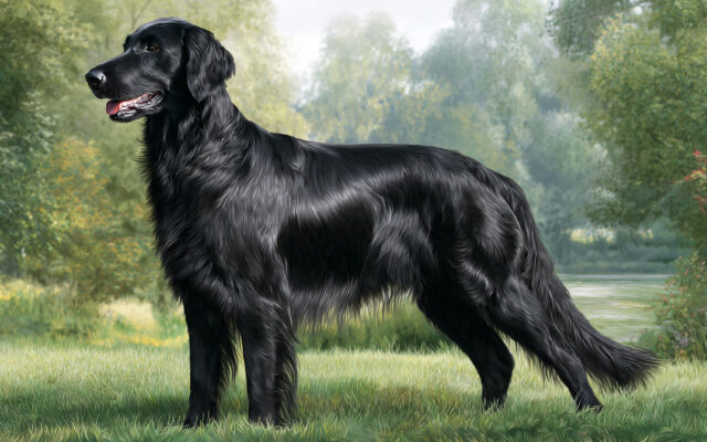 Flat-Coated Retriever 101: Playful and Family-Friendly