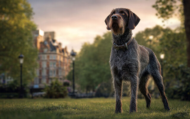 German Wirehaired Pointer: Rugged, Loyal, and Driven