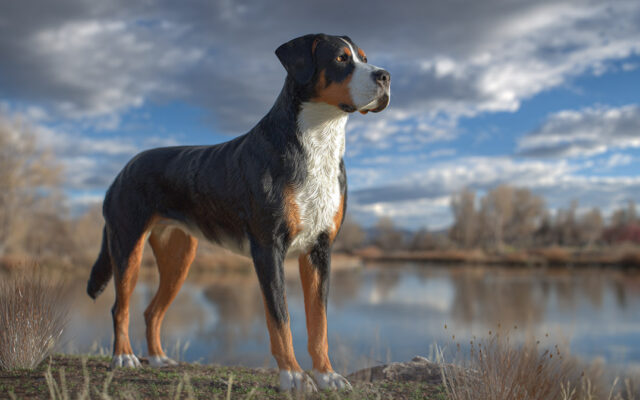Greater Swiss Mountain Dog: Strong, Loyal, and Gentle