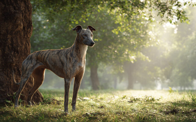 Greyhound 101: Gentle, Fast, and Surprisingly Lazy