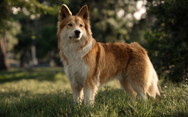 Icelandic Sheepdog 101: Friendly, Fluffy, and Fun