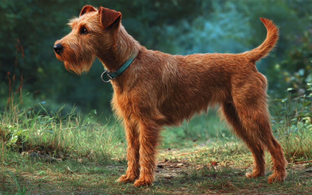Irish Terrier 101: Fiery, Loyal, and Full of Heart
