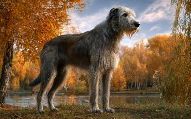 Irish Wolfhound 101: Giant Size With Gentle Soul