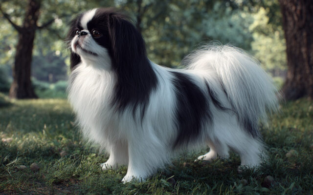 Japanese Chin 101: Regal, Quiet, and Affectionate