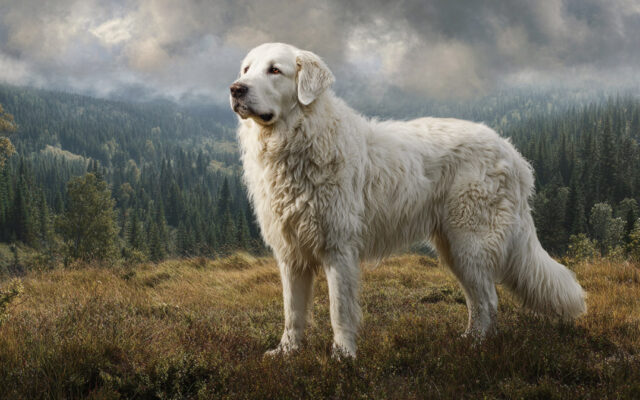 Kuvasz 101: Protective, Noble, and Independent