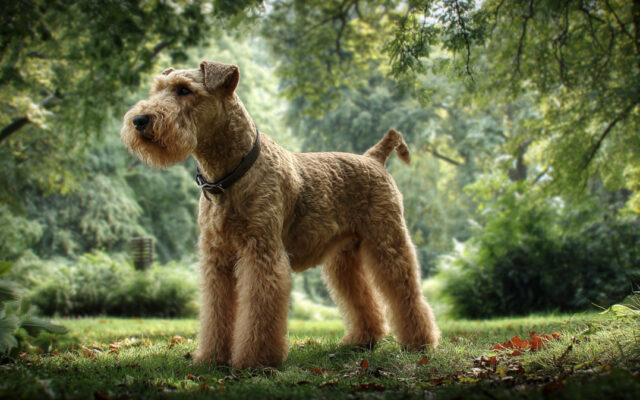 Lakeland Terrier Guide: Spirited, Confident, and Compact