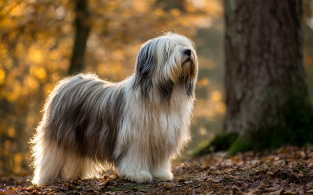 Lowchen 101: The Little Lion Dog With a Big Heart