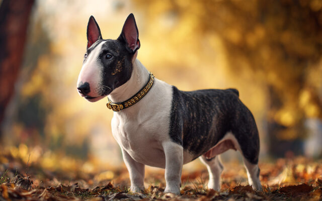 Miniature Bull Terrier Guide: Playful, Muscular, and Unique