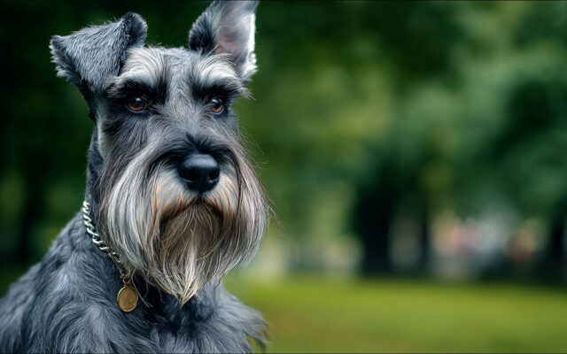 Miniature Schnauzer Guide: Smart, Spunky, and Family-Friendly