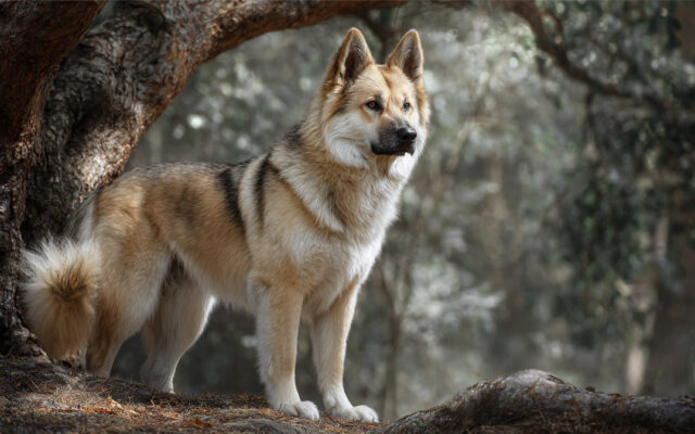 Norwegian Buhund 101: Cheerful, Energetic, and Loyal