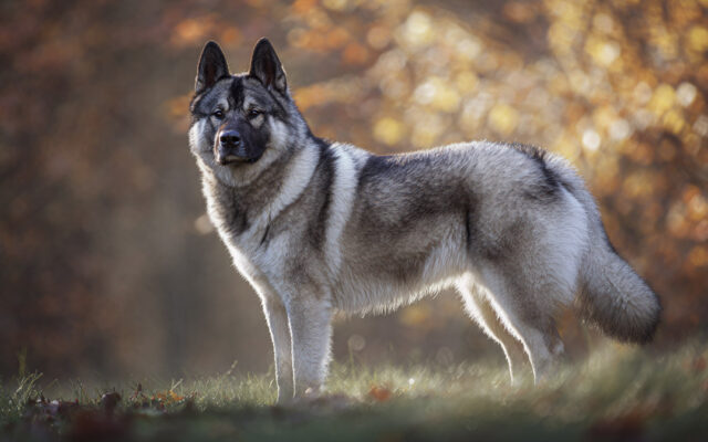 Norwegian Elkhound Guide: Brave, Hardy, and Loyal
