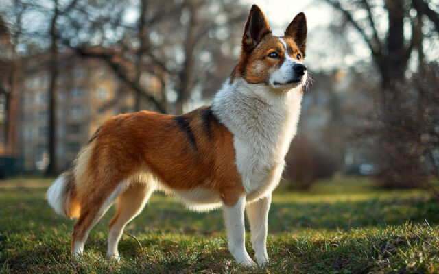 Norwegian Lundehund 101: Agile, Rare, and Fascinating