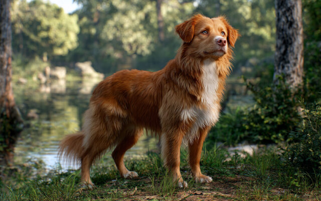 Nova Scotia Duck Tolling Retriever Guide: Smart and Lively
