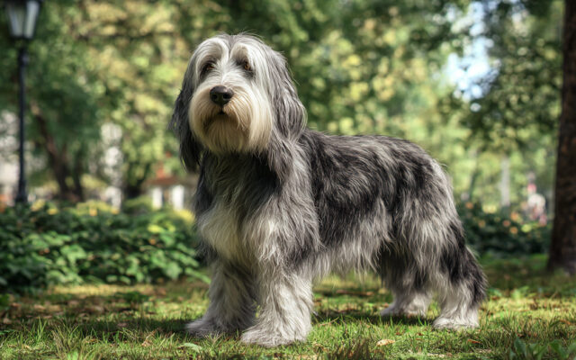 Petit Basset Griffon Vendeen 101: Happy and Hardy Hunter