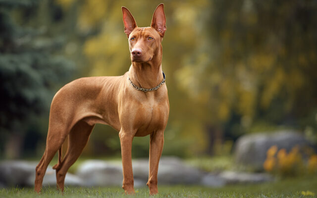 Pharaoh Hound Guide: Sleek, Ancient, and Affectionate