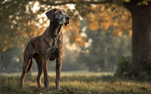 Plott Hound 101: Brave, Tenacious, and Loyal Tracker
