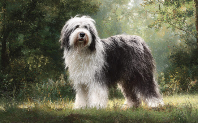 Polish Lowland Sheepdog Guide: Shaggy, Smart, and Loyal
