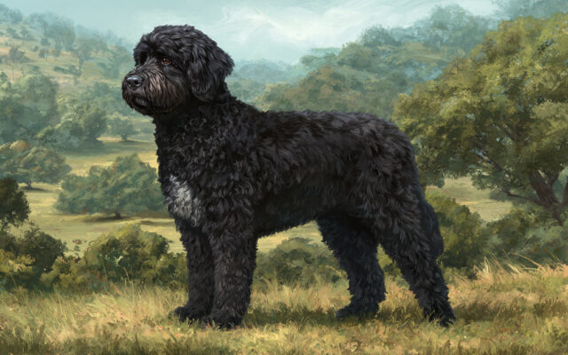 Portuguese Water Dog 101: Energetic, Loyal, and Hypoallergenic