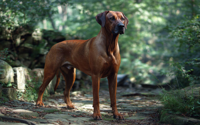 Rhodesian Ridgeback Guide: Brave, Loyal, and Athletic