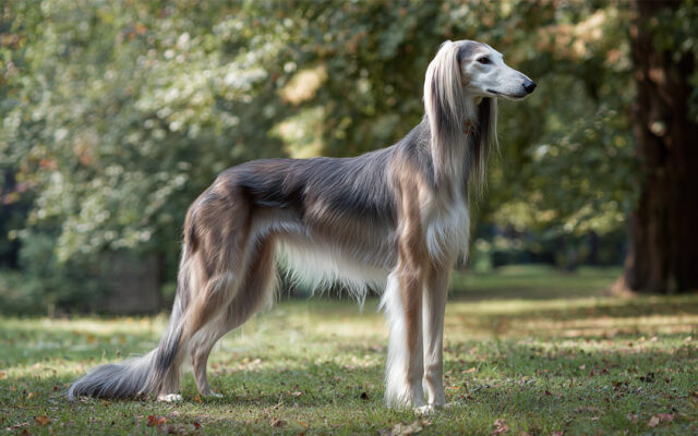 Saluki Guide: Graceful, Gentle, and Lightning Fast