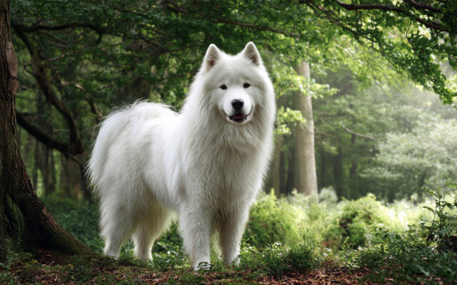 Samoyed 101: Smiling, Fluffy, and Family-Loving Pup