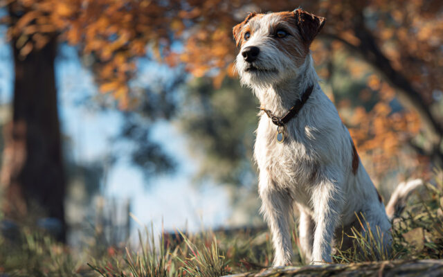 Parson Russell Terrier 101: Spirited, Agile, and Loyal