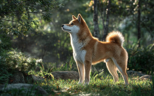 Shiba Inu 101: Independent, Alert, and Internet Famous