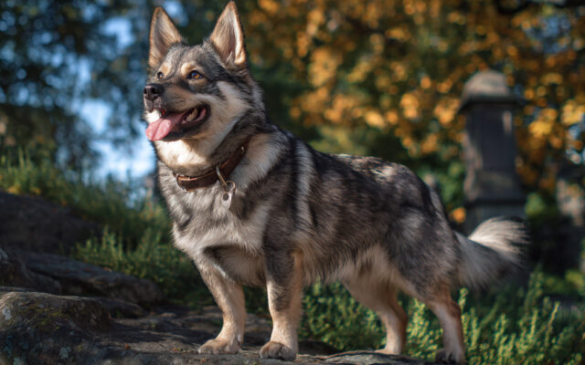 Swedish Vallhund 101: Viking Heritage in a Corgi-Like Body