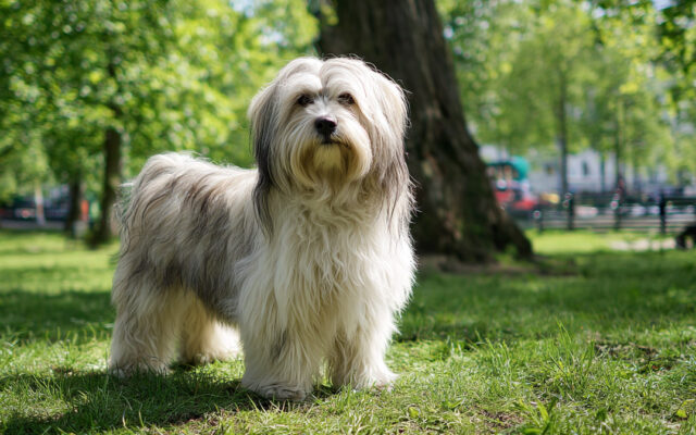 Tibetan Terrier Guide: Shaggy, Smart, and Devoted