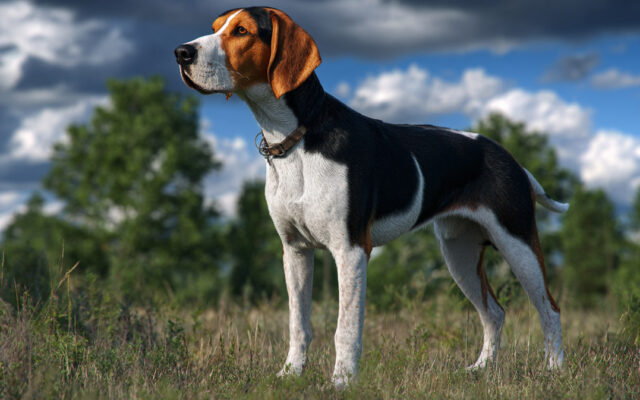 Treeing Walker Coonhound: Energetic Tracker With a Sweet Side