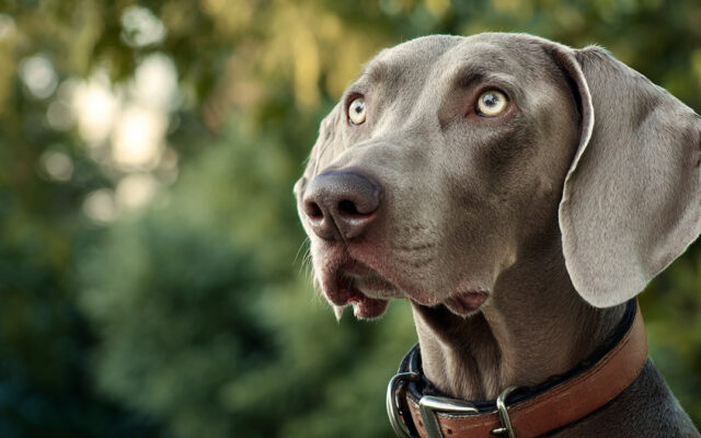 Weimaraner Traits: Athletic, Loyal, and High-Energy