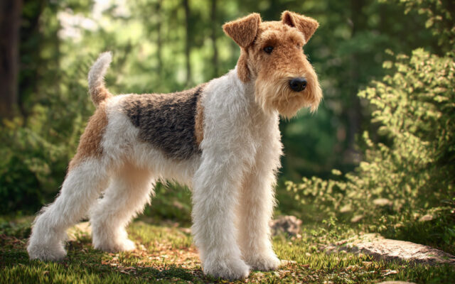 Wire Fox Terrier Traits: Bold, Bright, and Always Alert