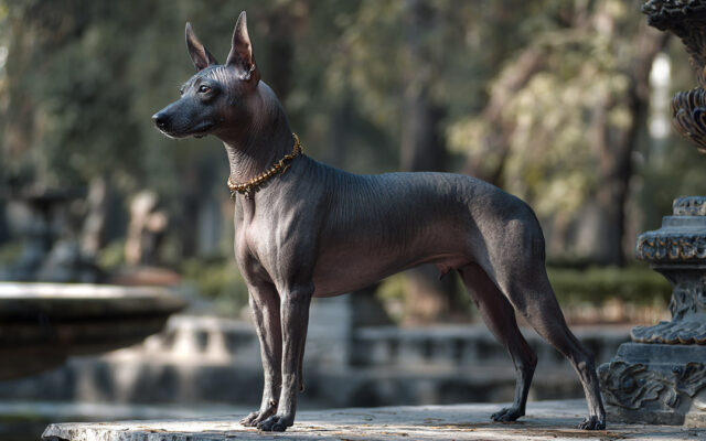 Xoloitzcuintli 101: Ancient, Hairless, and Surprisingly Loyal