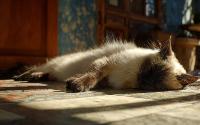 Balinese Cat: Vocal, Graceful, and Highly Intelligent