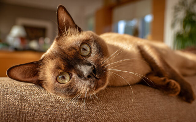 Burmese Cat: People-Oriented, Talkative, and Playful