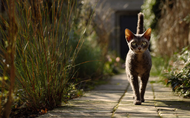 Devon Rex Cat: Mischievous, Big-Eared, and Soft-Curled