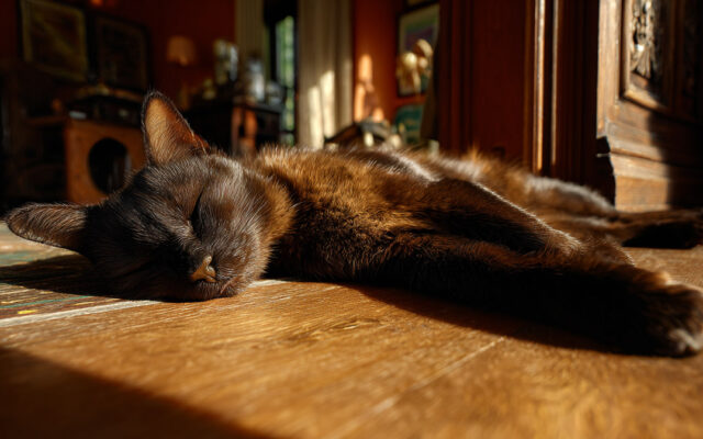 Havana Brown Cat: Chocolate-Colored, Smart, and Sociable