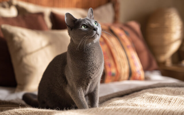 Korat Cat: Silver-Coated, Loyal, and Thai Good Luck Charm