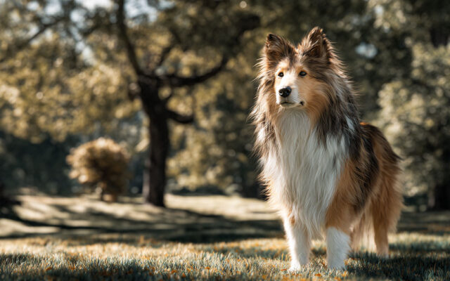 Shetland Sheepdog Guide: Smart, Loyal, and Family-Ready