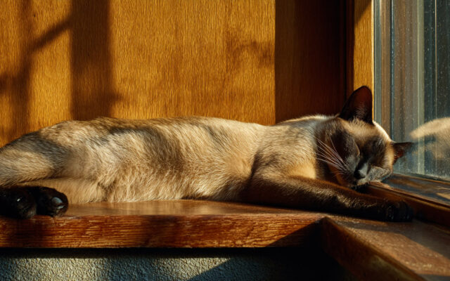 Tonkinese Cat: Outgoing, Vocal, and Siamese-Burmese Blend