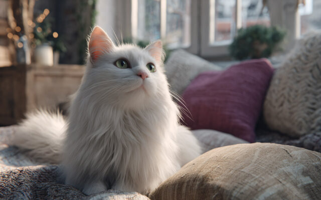 Turkish Angora Cat: Graceful, White-Coated, and Spirited