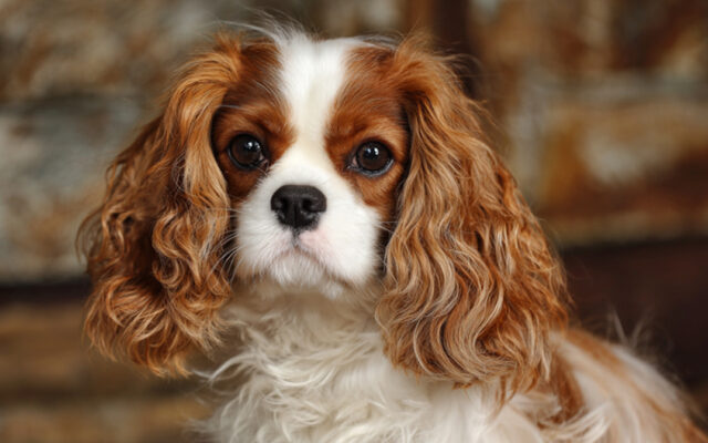 Cavalier King Charles Spaniel Haircut Styles to Try