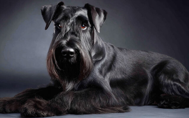 Giant Schnauzer Haircut Styles for Bold Looks