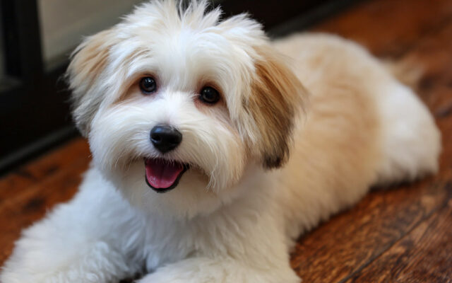 Havanese Haircut Styles That Show Off Their Cuteness